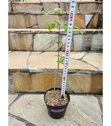 山採り アオダモ 株立ち 3本立ち 自然樹形 Amazon.co.jp: 山採り アオダモ 自然樹形 株立ち 3本立ち : DIY・工具