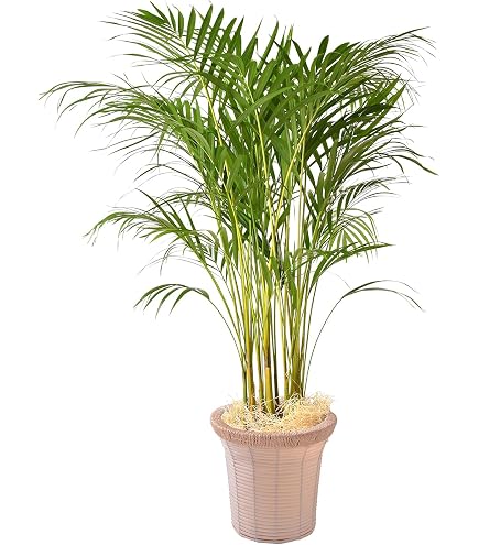 Amazon｜ヒロバドラセナ｜観葉植物 オンライン通販