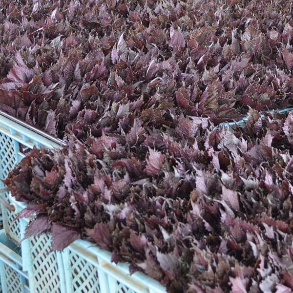 Amazon.co.jp: 赤しそ 赤紫蘇 赤シソ 5kg（250g×20束） 福岡県芦屋町産