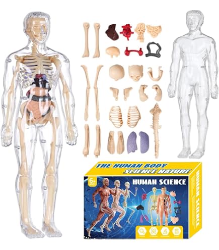 Amazon.co.jp: 4D 透明人体解剖学胴体モデルキット、1:6 人間の半身