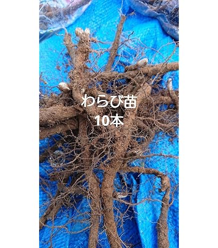 わらび苗(紀伊山地)80本 Amazon.co.jp: わらび苗（紀伊山地） : DIY・工具・ガーデン