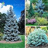 20 seeds /bag Home Garden Plant Colorado sky Blue Spruce Picea Pungens Glauca Tree Seeds sementes pe