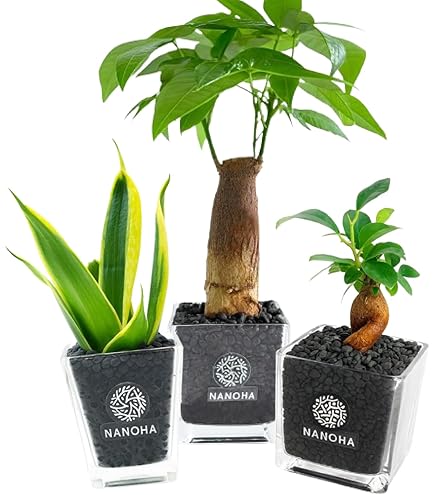 Amazon｜花のギフト社 ガジュマル 8の字 大型 大きい 観葉植物 本物