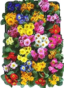 Amazon プリムラ ジュリアン またはポリアンサ ミックス 28ポットセット 3号 花苗 セット販売 ガーデニング 花苗 まとめ売り 花