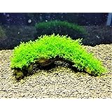 【めだか街道商品】無農薬 ウィローモス流木 Ｓサイズ 約10～15cm １個