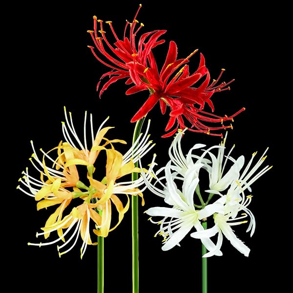 彼岸花　曼珠沙華　手鞠　和飾り Amazon.co.jp: IADSFSV(ひさこ) かんざし 彼岸花 曼珠沙華