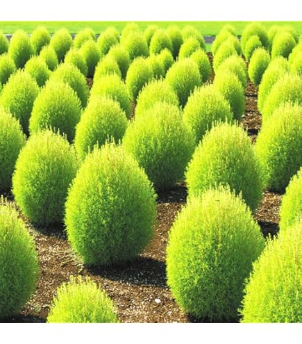 コキア　箒草　抜き苗　10株 Amazon.co.jp: コキア 箒草 抜き苗 10株 : DIY・工具・ガーデン