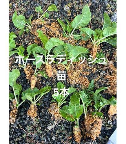 Amazon.co.jp: 天然わさびの苗 : DIY・工具・ガーデン