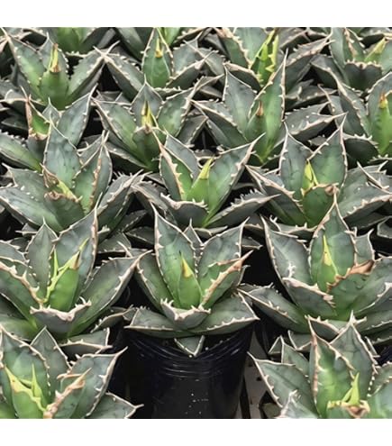 Amazon｜美株 アガベ チタノタ 白鯨 包葉 発根済み｜観葉植物