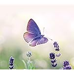 チョウ(蝶) QHD(1080×960) Schmetterlinge 2023: Kalender チョウ(蝶) QHD(1080×960) Schmetterlinge 2023: Kalender