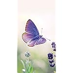 チョウ(蝶) iPhoneSE/5s/5c/5 壁紙 視差効果 Schmetterlinge 2023: Kalender チョウ(蝶) iPhoneSE/5s/5c/5 壁紙 視差効果 Schmetterlinge 2023: Kalender