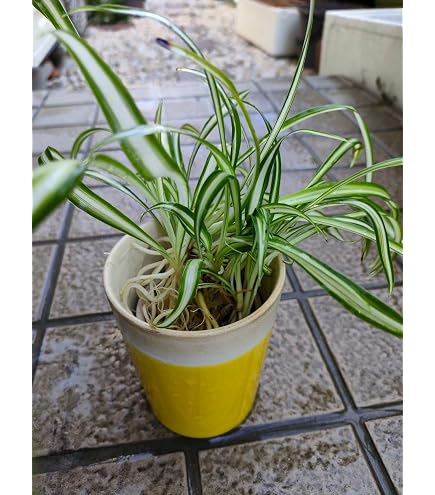 Amazon｜《一時非表示》（観葉植物）オリヅルラン 吊り鉢タイプ 5～6