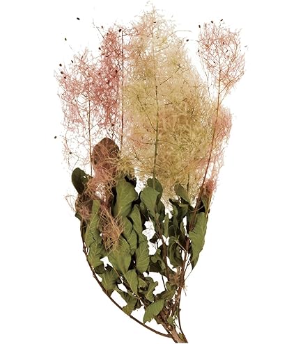 Amazon | □スモークツリー ホワイトボール ドライ スワッグ ドライ