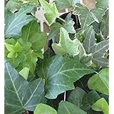ヘデラ ミックス 6ポットセット 3号苗 アイビー 苗木 観葉植物 苗 セット販売 まとめ売り