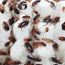 爬虫類・両生類のエサ RJ GEX 爬虫類 サプリメント カルシウム 90g PT1851 T2 ヒョウモン