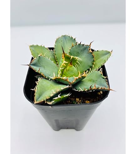 Amazon｜多肉植物 ：アガベ 吉祥冠錦 覆輪*L｜観葉植物 オンライン通販