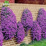Flower seeds 100 Aubrieta Seeds - Cascade Purple FLOWER SEEDS, Superb perennial ground cover- Rock C