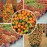 50 Pcs 2014 Real New Outdoor Plants Winter Potted Edible Fruit Seeds Bonsai China Climbing Tree Home
