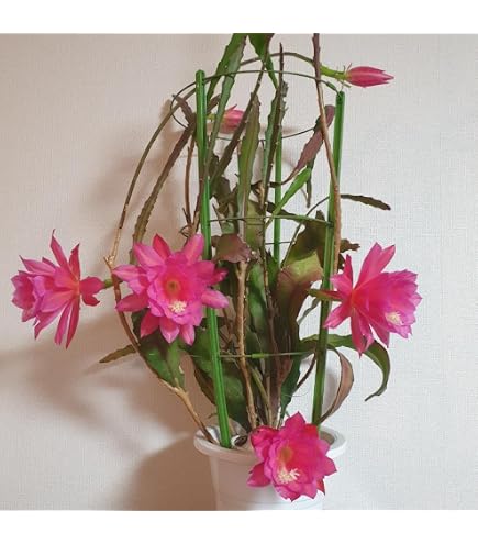 Amazon.co.jp: 花苗 孔雀サボテン 藤娘 2株 / 国華園 25年秋商品 : DIY