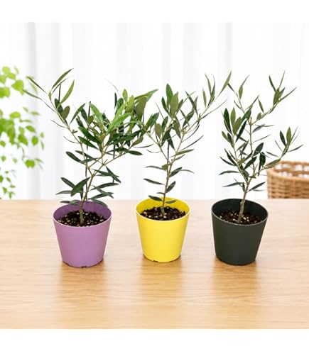 Amazon.co.jp: オリーブの木 品種違い2本寄せ植え Oli-me（オリーミー