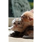 猫 FVGA(480×800)壁紙 2023こねこカレンダー 猫 FVGA(480×800)壁紙 2023こねこカレンダー