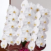 Amazon Co Jp 売れ筋ランキング 胡蝶蘭 の中で最も人気のある商品です