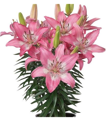 Amazon.co.jp: 「 オリエンタルリリー 球根 【2．ビッグスマイル 】1