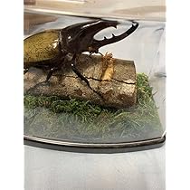 Amazon.co.jp: カブトムシ 標本 透明ケース入り ヘラクレス