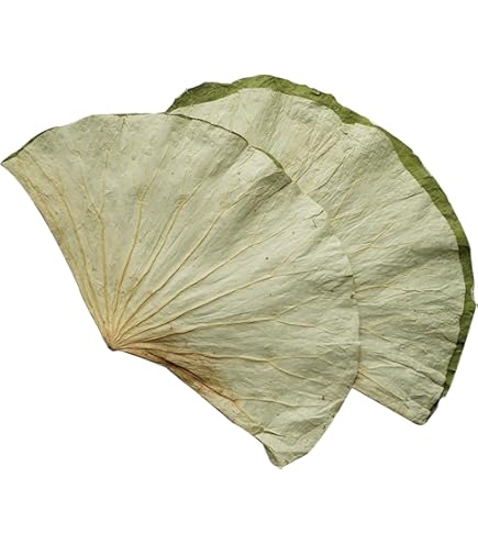 Amazon.co.jp: Maya Star 100個 天然原料とアクセサリー 蓮の葉 自然