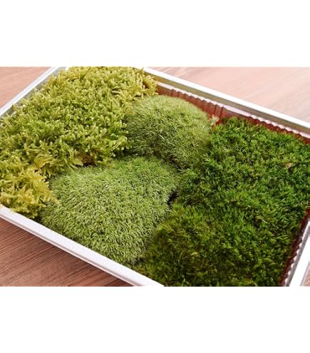 Amazon｜国産生水苔ナマミズゴケ｜観葉植物 オンライン通販