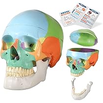 分解可能な人体模型 頭蓋骨模型 ゴム製 Amazon.co.jp: KIYOMARU カラー