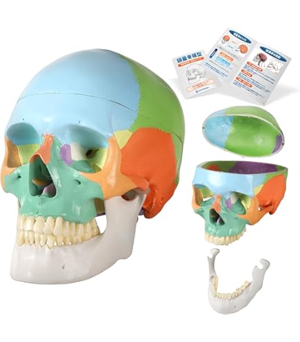 Amazon.co.jp: ビーバーの頭蓋骨の標本-本物の動物の頭蓋骨-1：1等身大