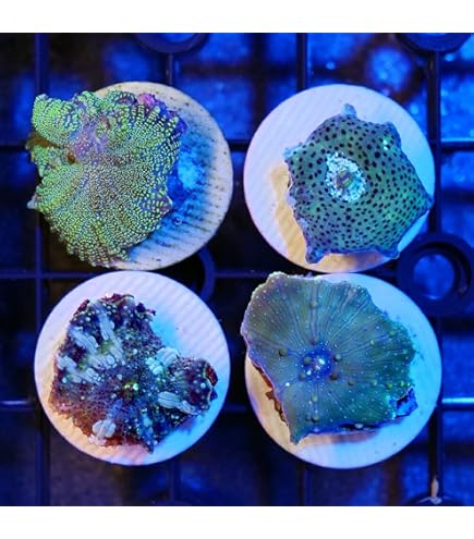 ゴールド/ハナグリーン& ディスクコーラルセット ゴールド/ハナグリーン& ディスクコーラルセット