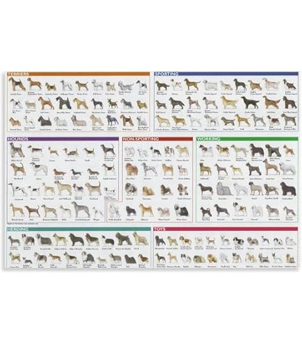 犬系図 犬種ポスター Amazon co jp inuya 犬の系統図 ドッグ