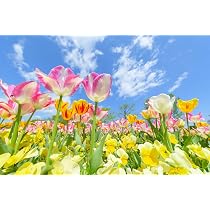 Amazon.co.jp: ND タペストリー チューリップ 花 フラワー ピンク 赤