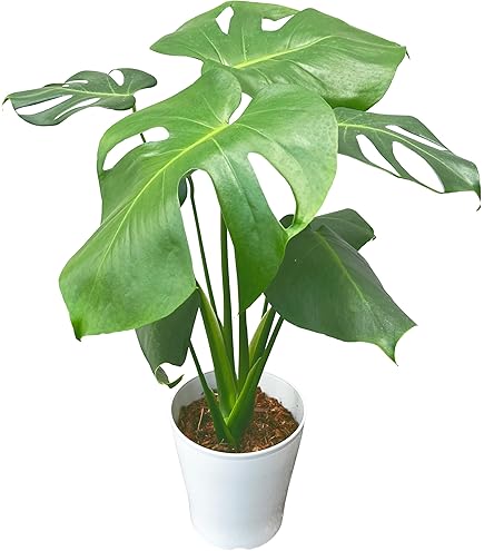 Amazon｜モンステラ：オブリクア ペルー 5号鉢植え[葉に窓が開くタイプ