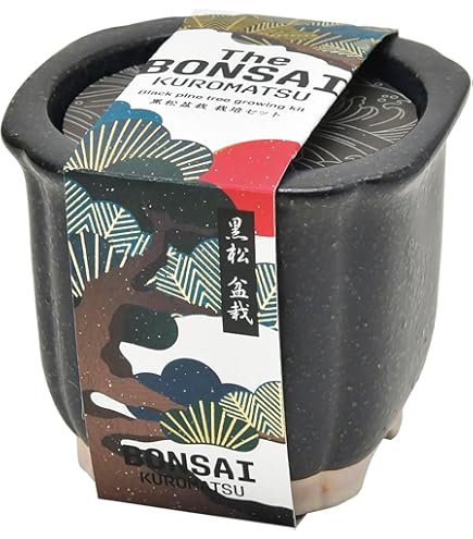 Amazon｜聖新陶芸 The BONSAI 栽培セット 黒松 サイズ：約W8.5 D8.5 H7