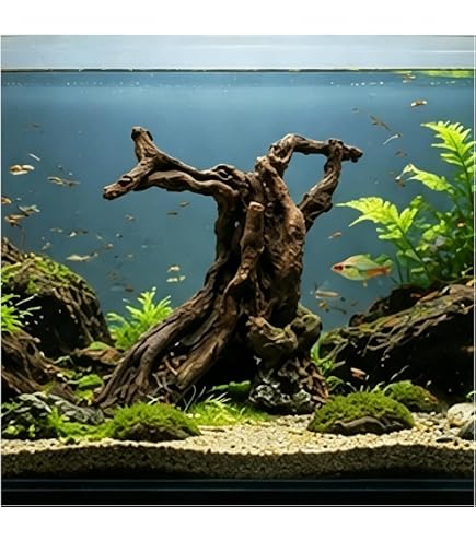 Amazon | カミハタ 水景BONSAI 榕樹(ガジュマル) S 流木 活着