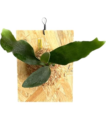 Amazon｜【おしゃれな壁掛け観葉植物】ビカクシダ ウィリンキー 板付