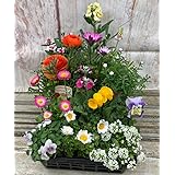 季節の花苗（12苗セット) 産元から直送 ガーデニング 寄せ植え 花ギフト 母の日 誕生日 新築祝い