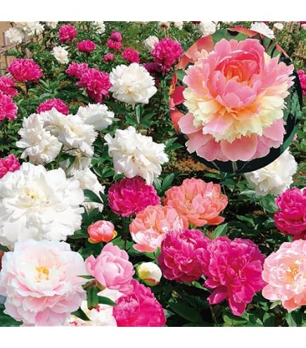 Amazon.co.jp: 芍薬苗 ブーケ パーフェクト 1株 / 国華園 25年秋商品