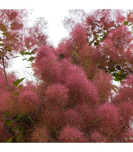 Amazon｜スモークツリー 約1m 葉緑色系｜観葉植物 オンライン通販
