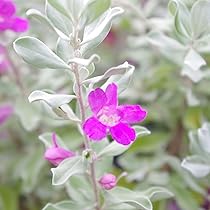 レウコフィルム　レウコフィウム 楽天市場】綺麗な紫花が魅力 レウコフィルム シルバーリーフが