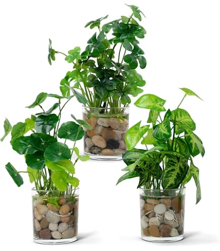 Amazon｜Mkono 人工多肉植物 透明ガラスポット入り 3個 ミニ鉢植え