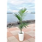 キングパーム 8号 約100cm 指宿産直