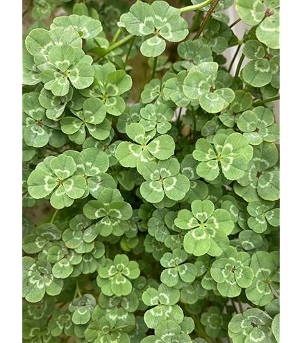 Amazon.co.jp: NBP 四つ葉、五つ葉のクローバーの苗 : DIY・工具