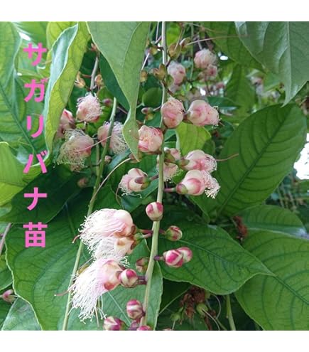 Amazon.co.jp: サガリバナ さわふじ 実 苗 抜き苗 : DIY・工具・ガーデン