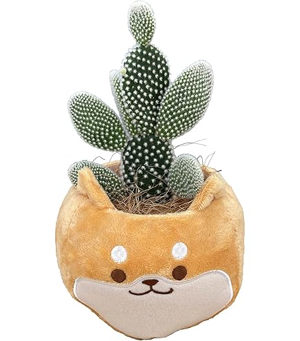 Amazon | 花のギフト社 さぼてん ウチワサボテン 三毛猫バスケット