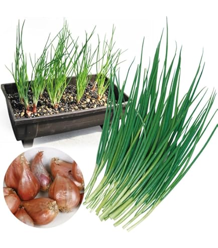 送料込み　わけぎ　球根 大中混合　５００ｇ　球　無農薬 分葱(わけぎ) 種球根【ネット詰め野菜球根 充填時200g／1袋