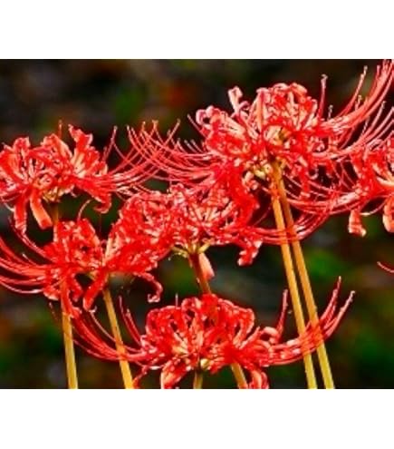 真っ赤な彼岸花の球根　大中計2００個 Amazon | 彼岸花 球根 販売,ガーデニングの宝物,ヒガンバナ属の